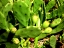 Prickly-Pear Cactus with immature fruit