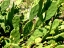 Prickly Pear Cactus with immature fruit