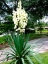 Flowering Yucca