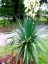 Flowering Yucca