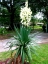 Flowering Yucca