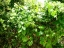 Yaupon Holly with unripe fruit