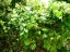 Yaupon Holly with unripe fruit