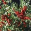 Yaupon Holly with ripe fruit