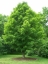 Sugar Maple Tree