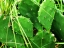 Prickly Pear Cactus