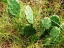 Prickly Pear Cactus