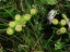 Prickly Pear Cactus