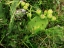 Prickly Pear Cactus