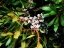 Wax Myrtle