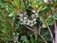 Wax Myrtle