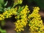 Sweet Goldenrod