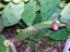 Prickly Pear Cactus