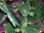 Prickly Pear Cactus