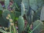 Prickly Pear Cactus