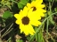 Blacke Eyed Susan