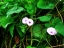 Wild Potato Vine