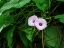 Wild Potato Vine