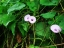 Wild Potato Vine