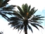 Date Palm