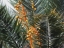 Date Palm