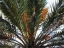 Date Palm