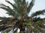 Date Palm