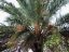 Date Palm