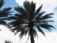 Date Palm