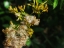 Goldenrod