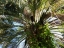 Date Palm