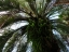 Date Palm