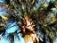 Cabbage Palm