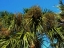 Cabbage Palm