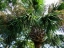 Cabbage Palm