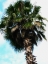 Cabbage Palm