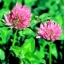 Red Clover