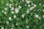 White Clover