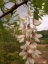 Black Locust