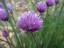 wild onion-grass in bloom