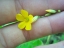 flower of yellow woodsorrel