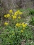 Common winter cress