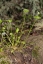 Miner's Lettuce