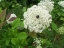 Wild Carrot flower with dot in center; some flowers don't have dot