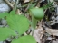 Jack in the pulpit