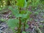 Japanese knotweed