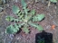 Prickly Lettuce