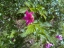 Salmonberry in flower