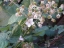 blackberry flower and young fruit.