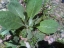 young mullein plant